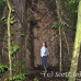 tree_kapok_la_h_0045_ecu0713.jpg